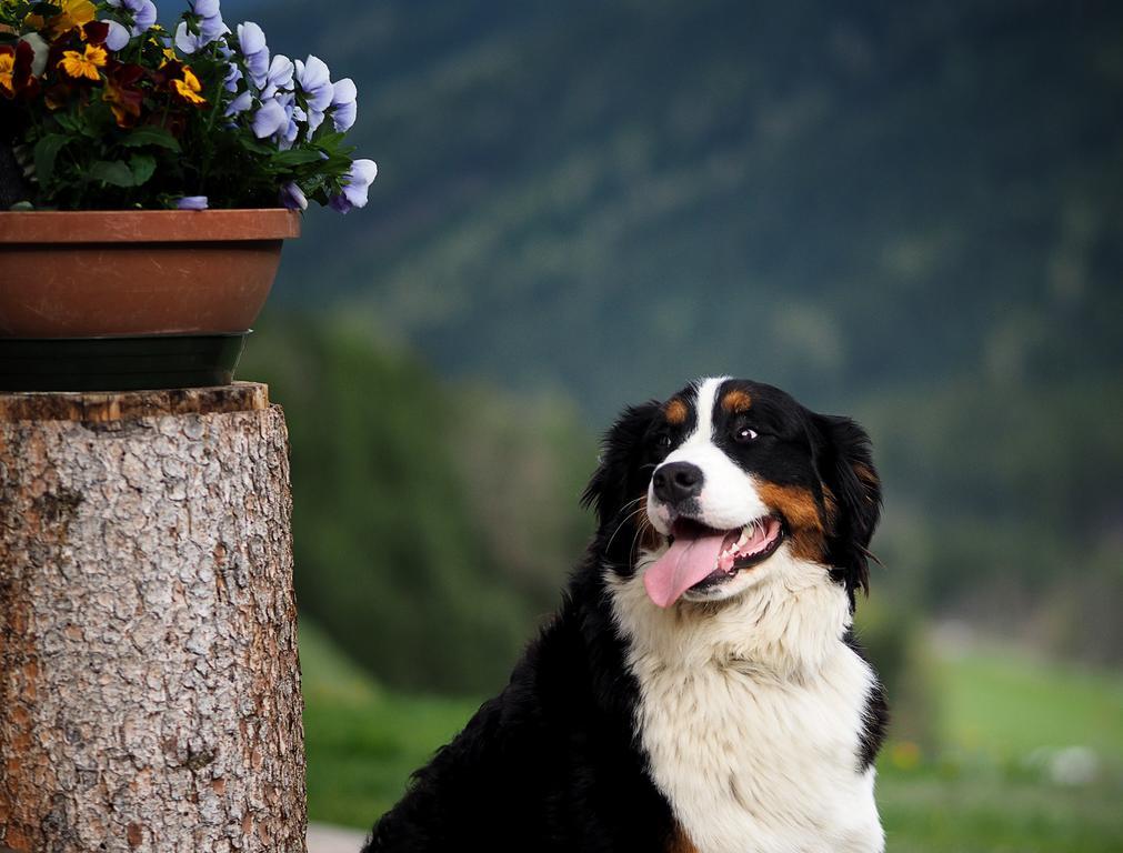 Haus Waldruhe Appartement Innichen Buitenkant foto